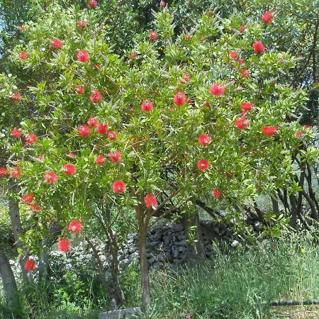 Tatil Evi Il Trealberi *